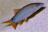 Botia-Loach Blue 3-4 inch